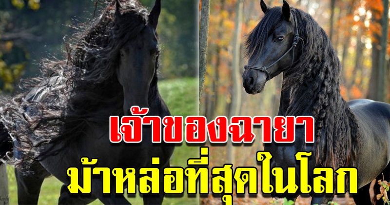 ม้าหล่อที่สุดในโลก