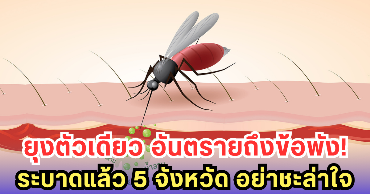 ชิคุนกุนยาระบาด 5 จังหวัด! รัฐเตือนเร่งกำจัดยุงลาย ก่อนลามหนัก