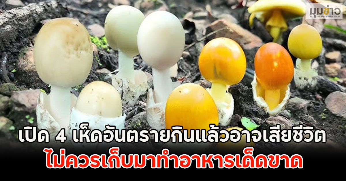 เปิด 4 เห็ดอันตรายกินแล้วอาจเสียชีวิต ไม่ควรเก็บมาทำอาหารเด็ดขาด