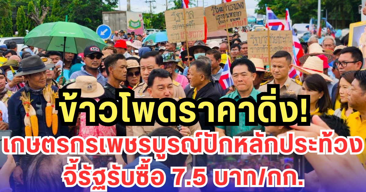 ข้าวโพดราคาดิ่ง! เกษตรกรเพชรบูรณ์ปักหลักประท้วง จี้รัฐรับซื้อ 7.5 บาท/กก.