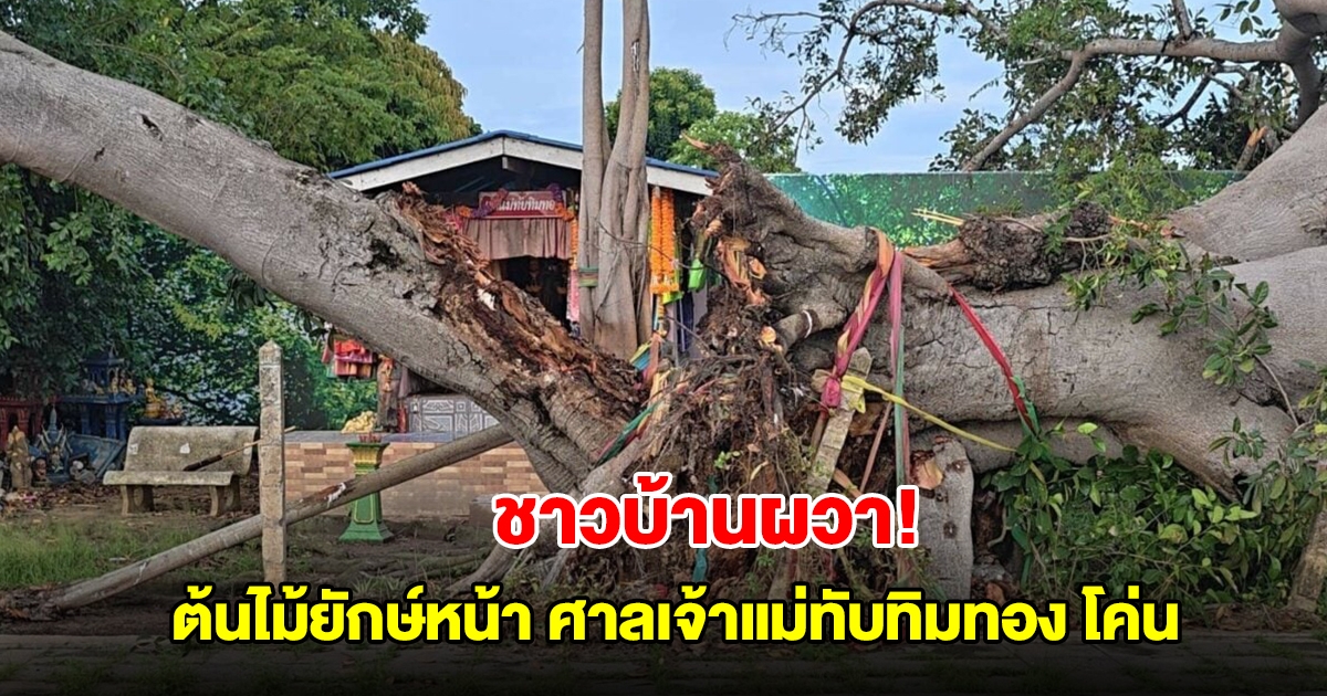 ชาวบ้านผวา! ต้นไม้ยักษ์หน้า ศาลเจ้าแม่ทับทิมทอง โค่นล้ม หวั่นอาถรรพณ์เกิดอาเพศ