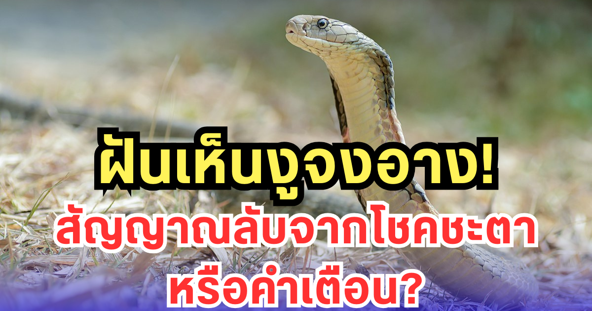 ฝันเห็นงูจงอาง สัญญาณลับจากโชคชะตาหรือคำเตือน