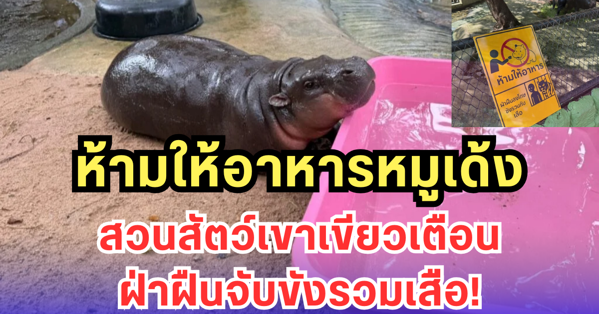 ห้ามให้อาหารหมูเด้ง สวนสัตว์เขาเขียวเตือน ฝ่าฝืนจับขังรวมเสือ!
