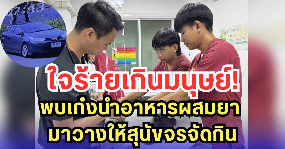 ใจร้ายเกินมนุษย์! พบเก๋งนำอาหารผสมยา มาวางให้สุนัขจรจัดกิน