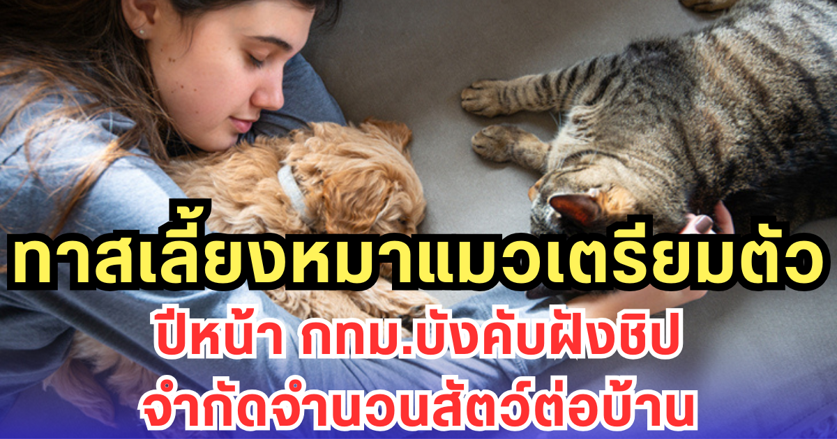 ทาสเลี้ยงหมาแมวเตรียมตัว ปีหน้า กทม.บังคับฝังชิป-จำกัดจำนวนสัตว์ต่อบ้าน