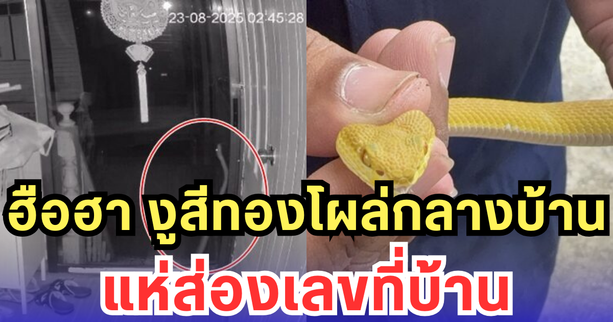 ฮือฮา งูสีทองโผล่กลางบ้าน แห่ส่องเลขที่บ้าน