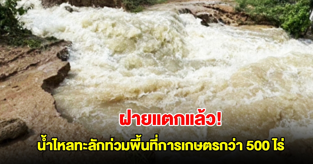 ชัยภูมิอ่วม! ฝายแตกแล้ว น้ำไหลทะลักท่วมพื้นที่การเกษตรกว่า 500 ไร่