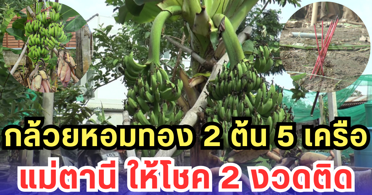 กล้วยหอมทอง 2 ต้น 5 เครือ แม่ตานี ให้โชค 2 งวดติด