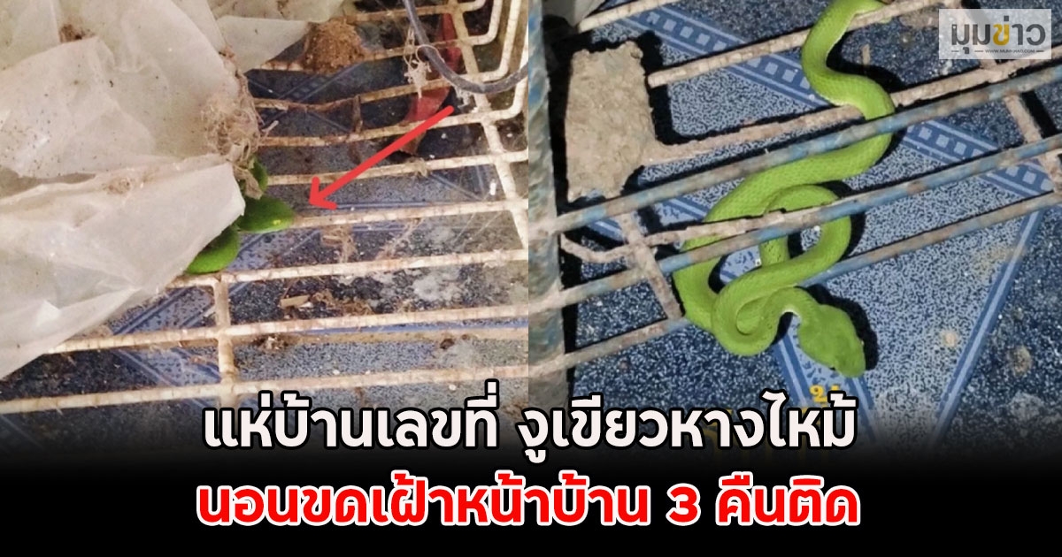 แห่บ้านเลขที่ งูเขียวหางไหม้ นอนขดเฝ้าหน้าบ้าน 3 คืนติด