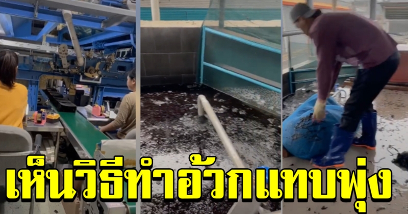 ขั้นตอนการผลิต สาหร่าย