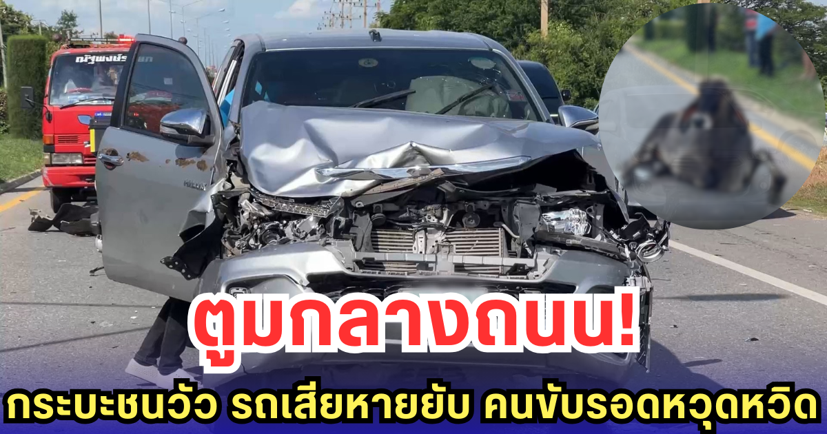 ตูมกลางถนน! กระบะชนวัว รถเสียหายยับ คนขับรอดหวุดหวิด