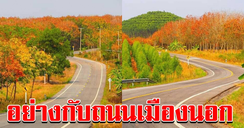 เส้นทางใบไม้เปลี่ยนสี จังหวัดชลบุรี ทางหลวงชนบท 5054