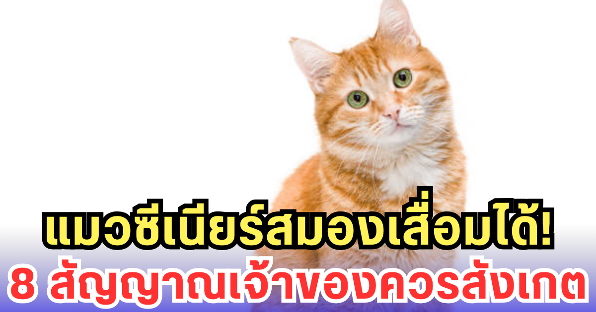 แมวซีเนียร์สมองเสื่อมได้! 8 สัญญาณเจ้าของควรสังเกต