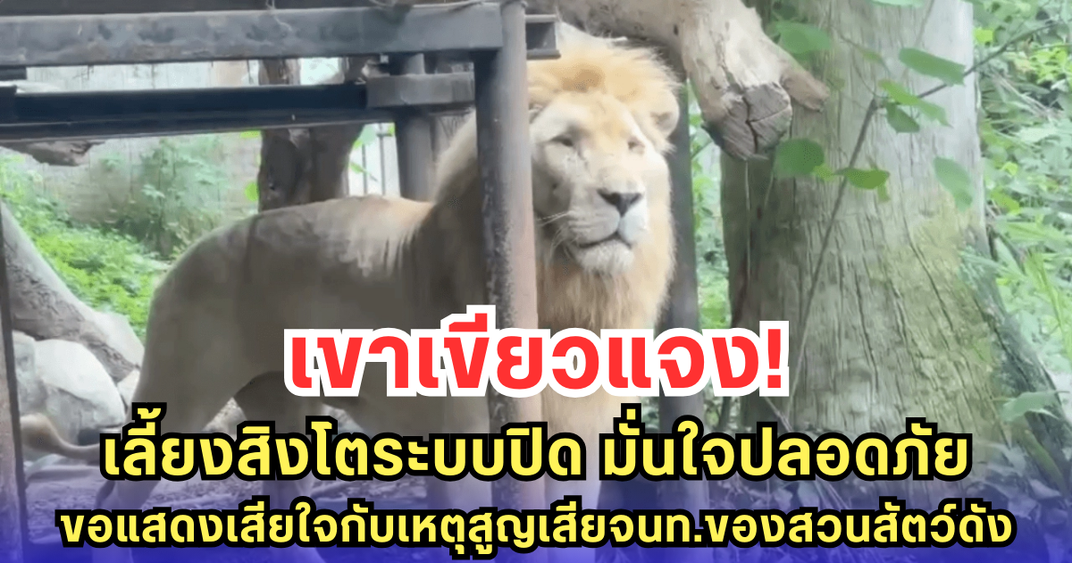 เขาเขียวแจง! เลี้ยงสิงโตระบบปิด มั่นใจปลอดภัย-ขอแสดงเสียใจกับเหตุสูญเสียจนท.ของสวนสัตว์ดัง กทม