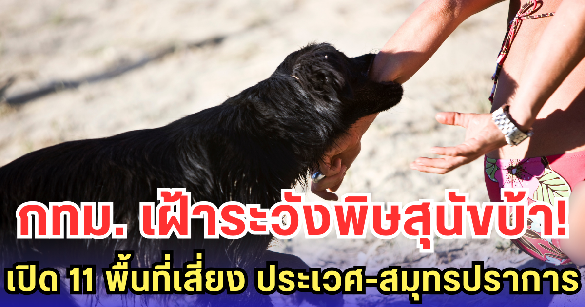 กทม. เฝ้าระวังพิษสุนัขบ้า! เปิด 11 พื้นที่เสี่ยง ประเวศ-สมุทรปราการ