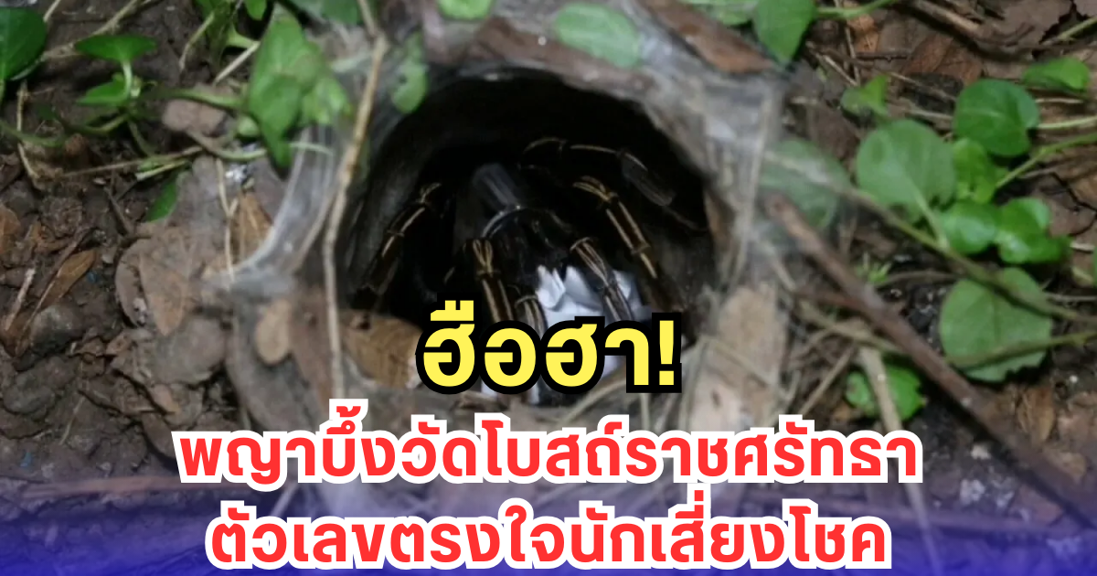 ฮือฮา! พญาบึ้งวัดโบสถ์ราชศรัทธา ตัวเลขตรงใจนักเสี่ยงโชค