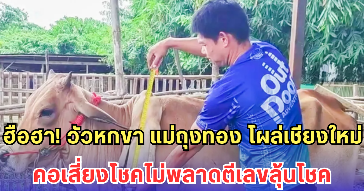 ฮือฮา! วัวหกขา แม่ถุงทอง โผล่เชียงใหม่ คอเสี่ยงโชคไม่พลาดตีเลขลุ้นโชค