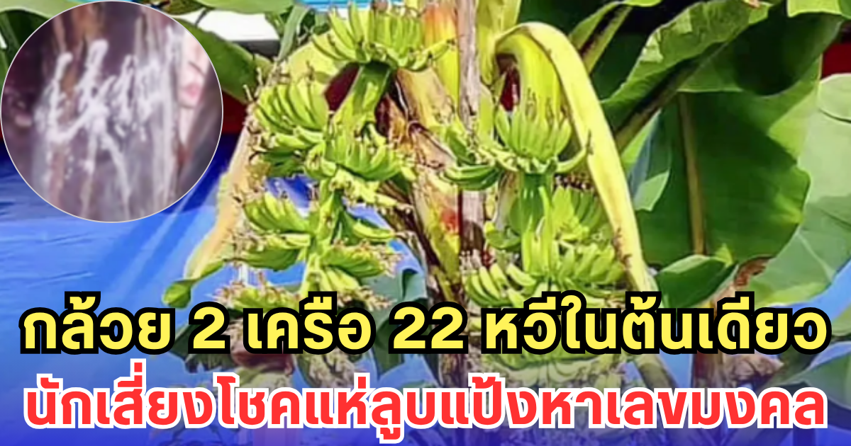 กล้วย 2 เครือ 22 หวีในต้นเดียว นักเสี่ยงโชคแห่ลูบแป้งหาเลขมงคล