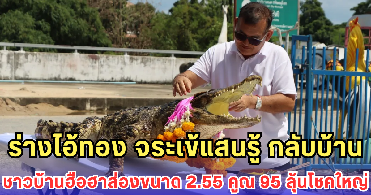 ร่างไอ้ทอง จระเข้แสนรู้ กลับบ้าน ชาวบ้านฮือฮาส่องขนาด 2.55 คูณ 95 ลุ้นโชคใหญ่