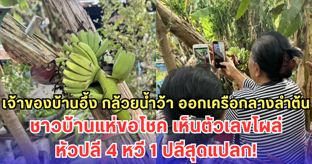 เจ้าของบ้านอึ้ง กล้วยน้ำว้า ออกเครือกลางลำต้น ชาวบ้านแห่ขอโชค เห็นตัวเลขโผล่หัวปลี 4 หวี 1 ปลีสุดแปลก!