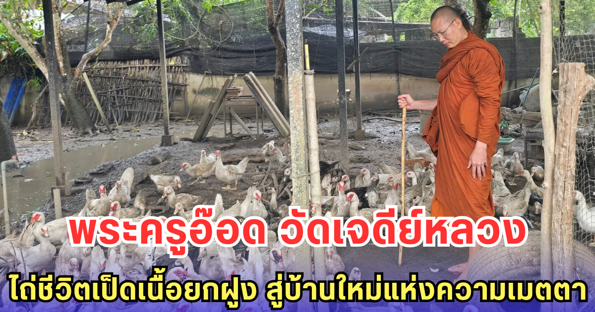 พระครูอ๊อด วัดเจดีย์หลวง ไถ่ชีวิตเป็ดเนื้อยกฝูง สู่บ้านใหม่แห่งความเมตตา