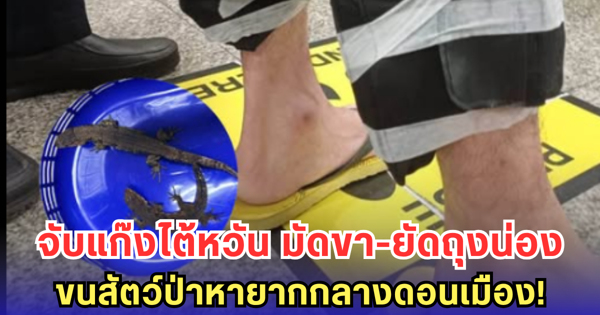 จับแก๊งไต้หวัน ลอบขนสัตว์ป่าหายาก มัดขา-ยัดถุงน่องสุดวิปริต เตรียมส่งออกจากดอนเมือง!