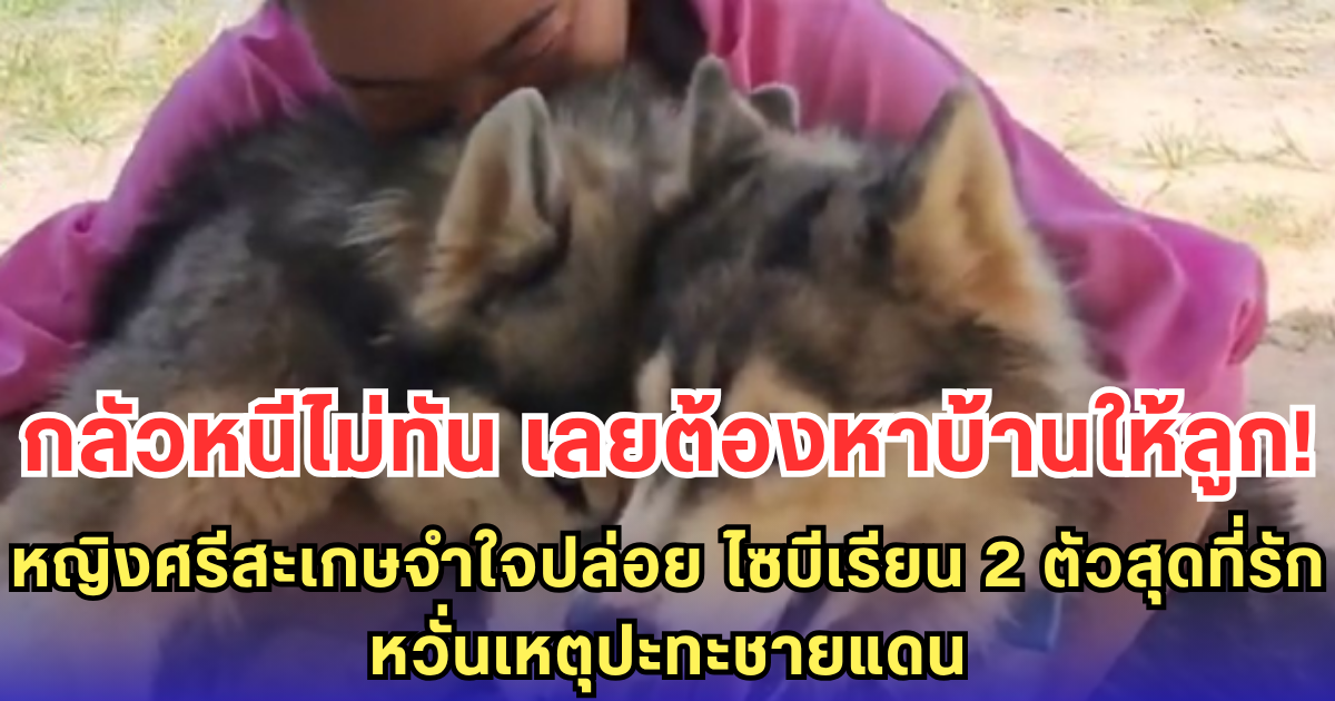 หญิงศรีสะเกษจำใจปล่อย ไซบีเรียน 2 ตัวสุดที่รัก หวั่นเหตุปะทะชายแดนจะทำให้ต้องอพยพอีก