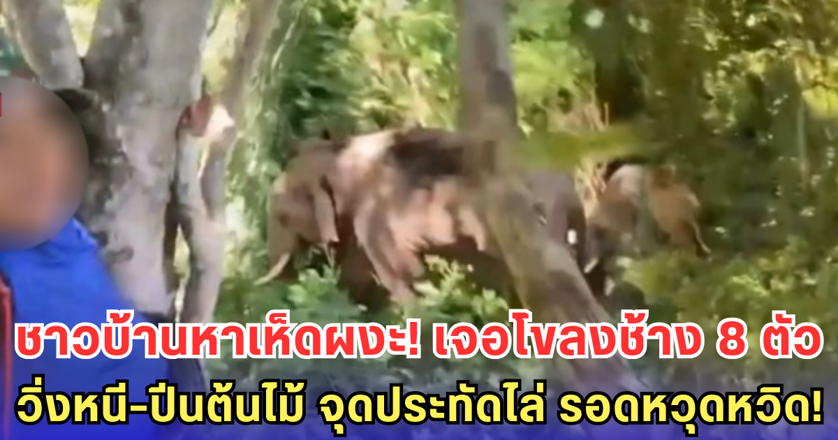 ชาวบ้านหาเห็ดผงะเจอโขลงช้าง 8 ตัว วิ่งหนี-ปีนต้นไม้หนีเอาตัวรอด จุดประทัดไล่ ปลอดภัยหวุดหวิด!