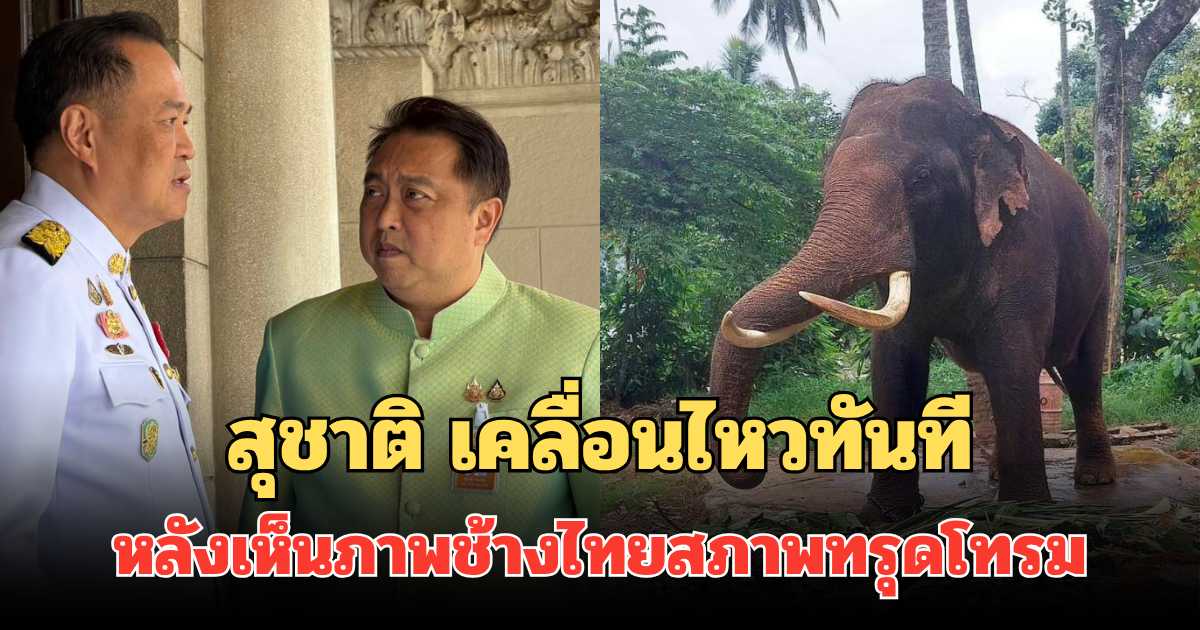 สุชาติ เคลื่อนไหวทันที หลังเห็นภาพช้างไทยสภาพทรุดโทรม