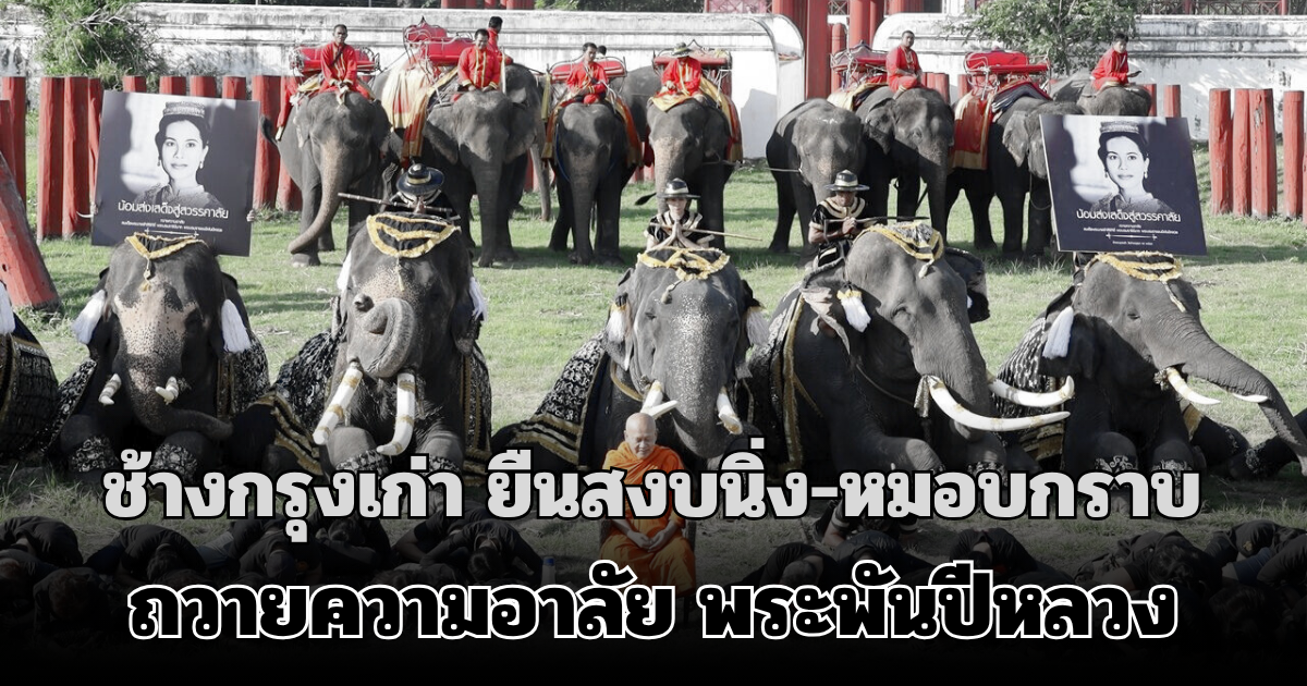 เผยภาพบรรยากาศ ควาญช้าง-ช้างกรุงเก่า ยืนสงบนิ่ง-หมอบกราบ ถวายความอาลัย พระพันปีหลวง
