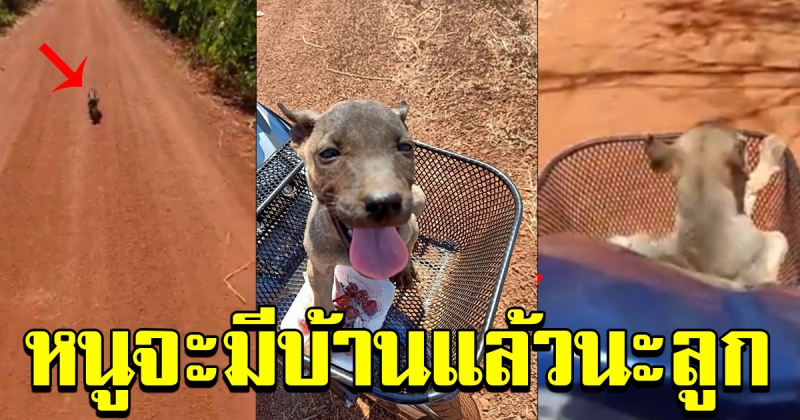 สาวโพสต์สุนัขวิ่งตามไม่หยุด