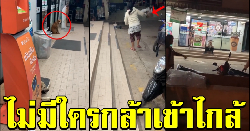 ป้า ไม่พอใจสุนัข