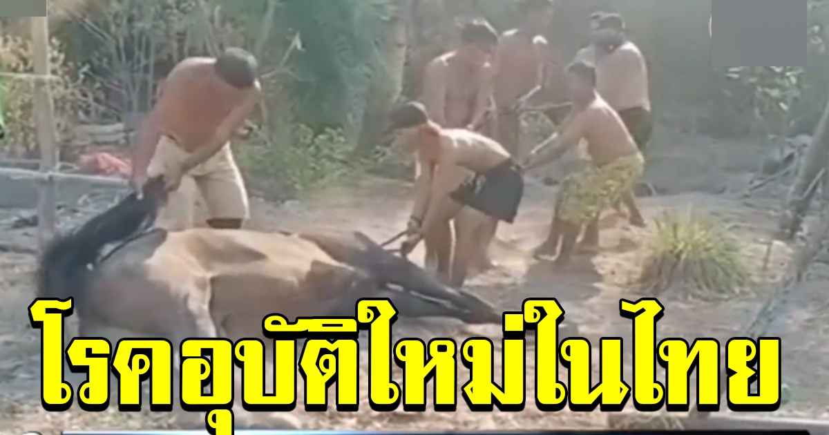 หัวหินเจอวิกฤต เกิดโรคอุบัติใหม่ใน ม้าชายหาด