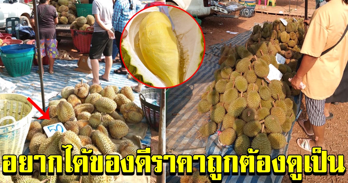 การเลือกทุเรียน ด้วยขั้นตอนง่ายๆ