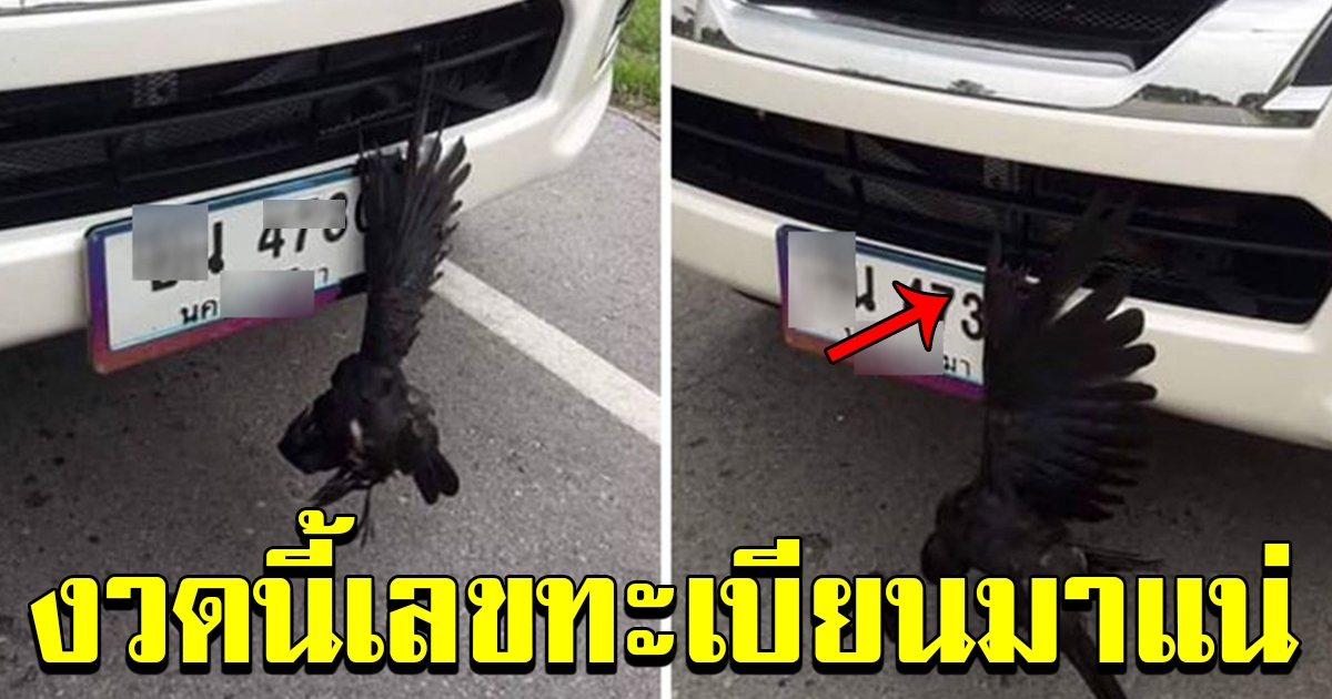 สาวขับรถกลับบ้าน อยู่นกบินมาชนป้ายทะเบียนอย่างจัง เชื่อมาให้โชค