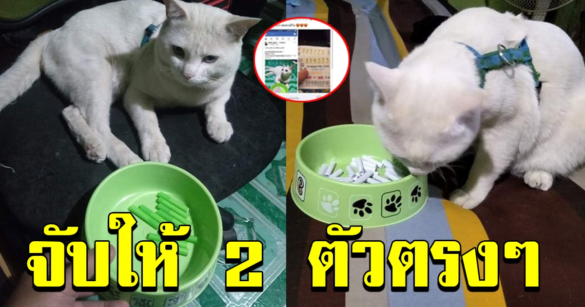 แมวให้เลข
