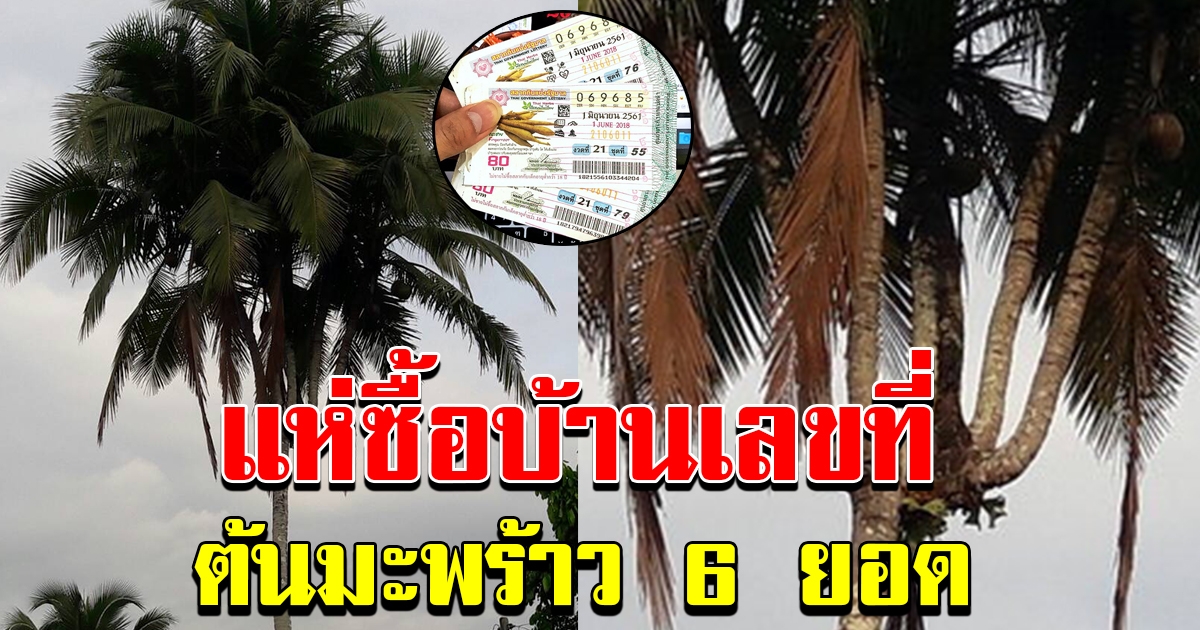 พบต้นมะพร้าว 6 ยอด เจ้าของเผยมีคนขอซื้อ 4 หมื่น แต่ไม่ขาย