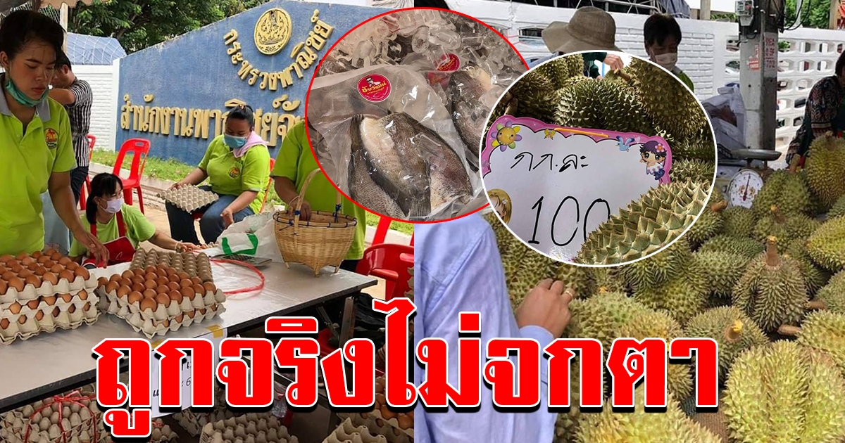 ทุเรียน ไข่ไก่ ราคาถูก