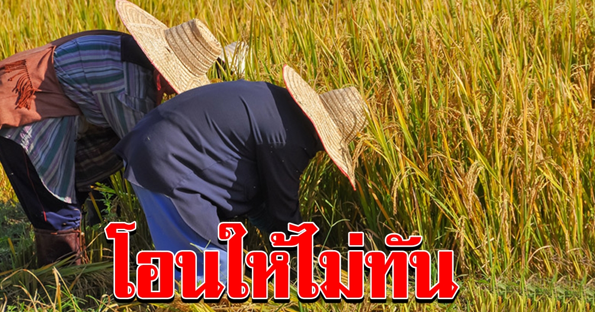 จ่ายเงินเกษตรกร 8จุด2 แสนคน ไม่ทัน 31 พค