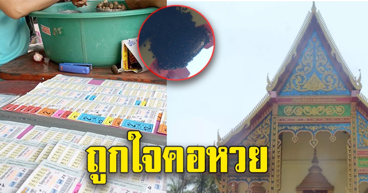 ผึ้งหลวง ทำรังแปลก เผยเคยทำถูกรางวัลทั้งหมู่บ้านมาแล้ว