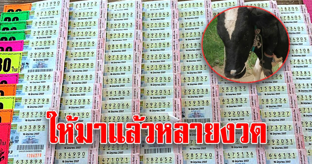 ชาวบ้าน แห่ขอเลขจาก วัว