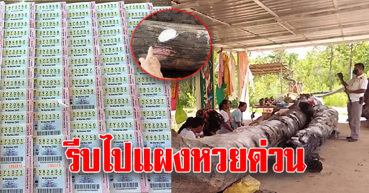 ชาวบ้าน แห่ขอเลข ต้นตะเคียนวัดภูกุ้มข้าว