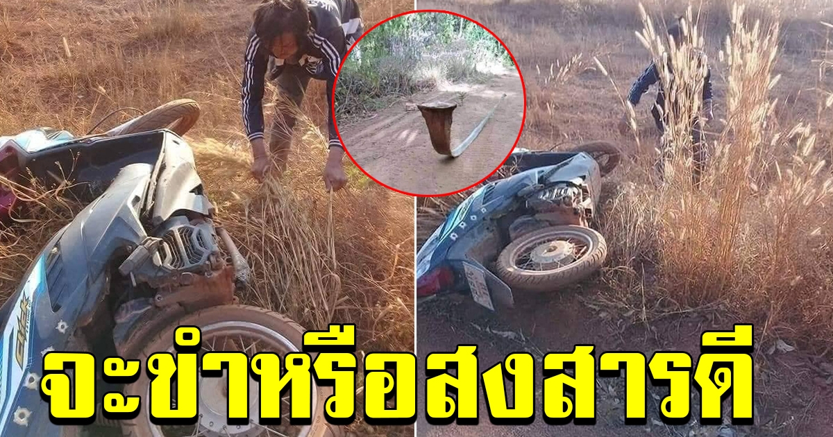 หนุ่มตกใจหักรถลงข้างทาง นึกว่างู สุดท้ายเจ็บตัวฟรี