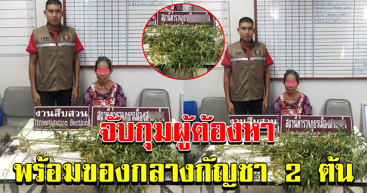 รวบตัวผู้ต้องหาผลิตกัญชา พร้อมของกลาง ต้นกัญชาสด จำนวน 2 ต้น