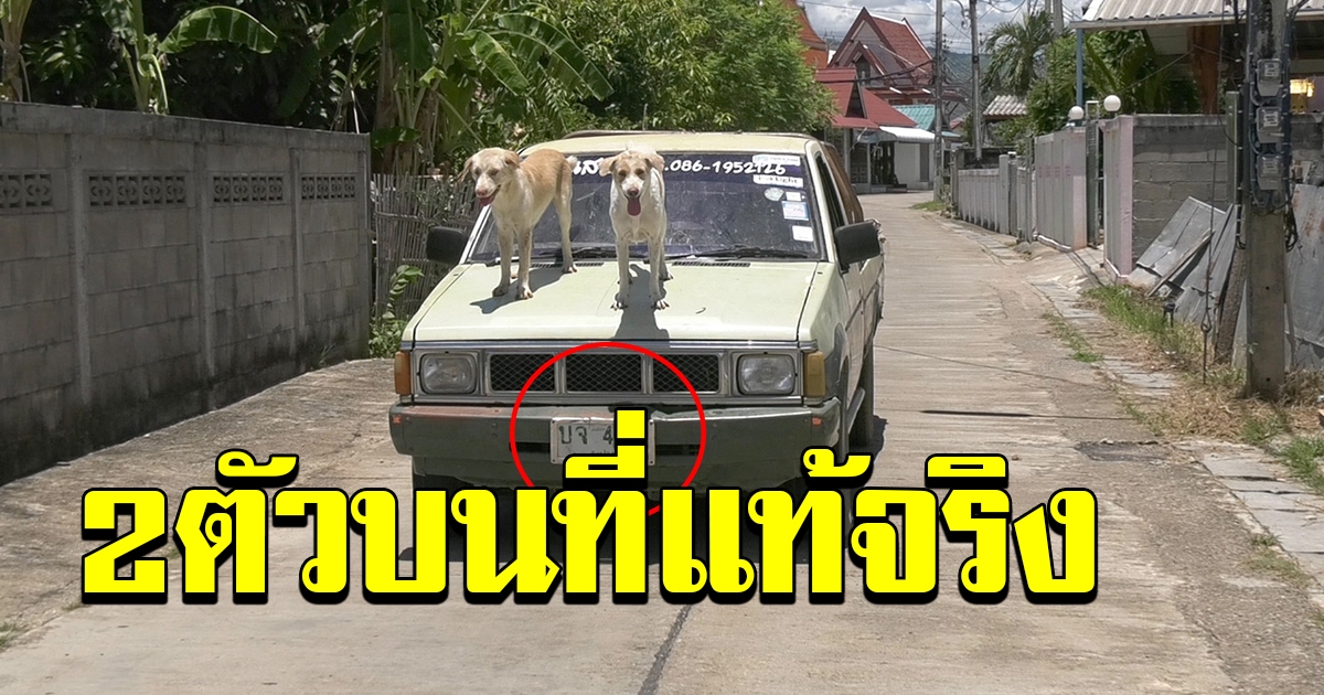 สุนัขแสนรู้ ใครเห็นก็รัก