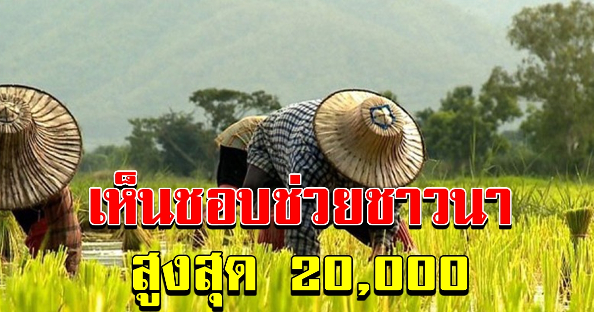 ช่วยเหลือชาวนาครอบครัวละ 20000