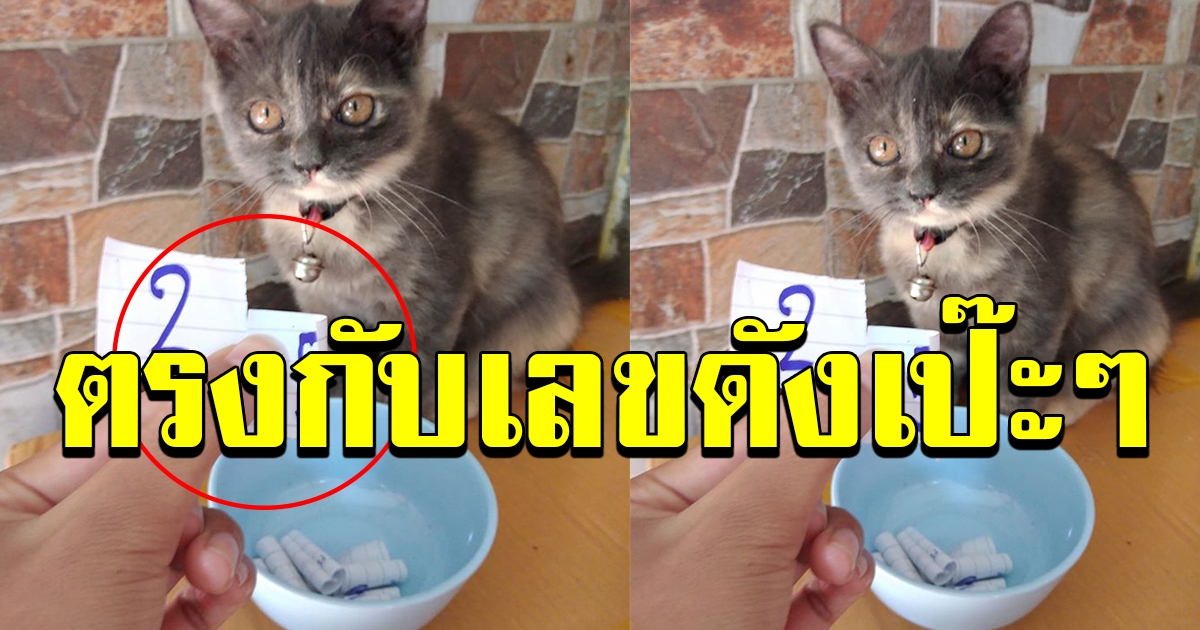 แมวให้เลข