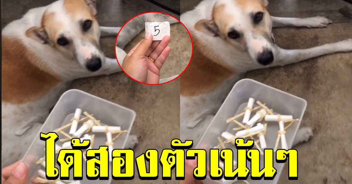เลขสวย
