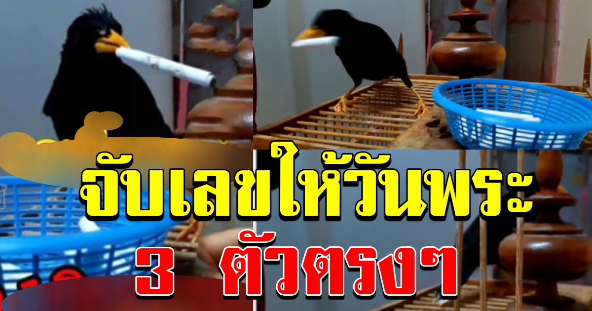 นกจับเลขให้