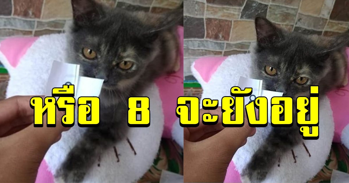 แมวจับเลขให้